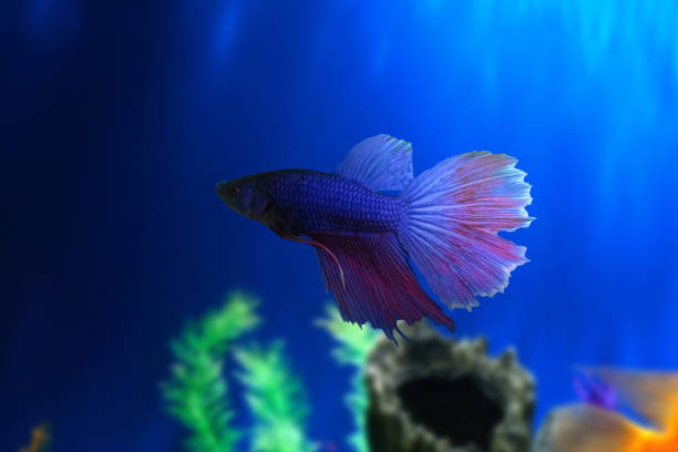 istock Betta fish underwater in aquarium against a backdrop of green algae. Betta Splendens. Multi-Color Fancy Siamese Fighting Fish. Blue Red Purple Betta. 1320656381