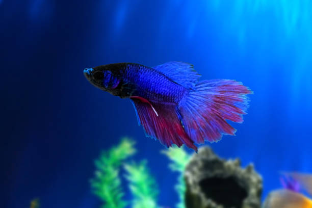 istock Betta fish underwater in aquarium against a backdrop of green algae. Betta Splendens. Multi-Color Fancy Siamese Fighting Fish. Blue Red Purple Betta. 1320656414