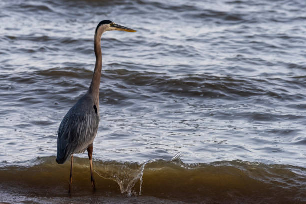 istock Great Blue Heron on Morning Hunt in Fairhope, Alabama 1320657225