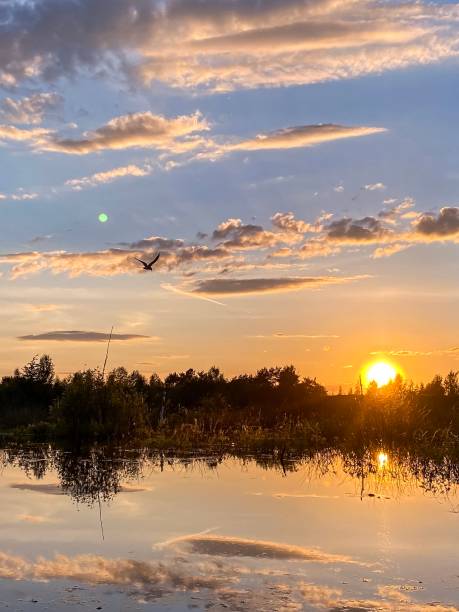 istock Sunset over small pond,  gull bird 1320657711