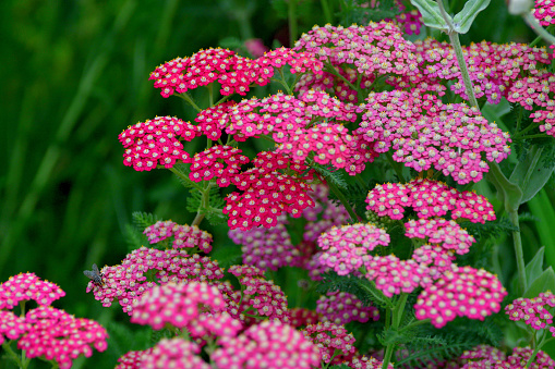 Achillea millefolium, commonly known as Yarrow or Common Yarrow, is a flowering plant in the family Asteraceae. It is a rhizomatous, spreading, upright to mat-forming. Cultivars extend the range of flower colors to include pink, red, cream, yellow and bicolor pastels. The genus name Achillea refers to Achilles, hero of the Trojan War in Greek mythology, who used the plant medicinally to stop bleeding and to heal the wounds of his soldiers.