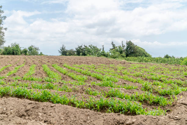 istock Agricultural plant sprout grows in the field 1320661529