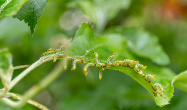 istock Sawfly larvae nibble on green leaves, Brandenburg, Germany 1320661995