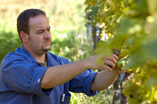 istock Vintner in the vineyard during harvest 132066201