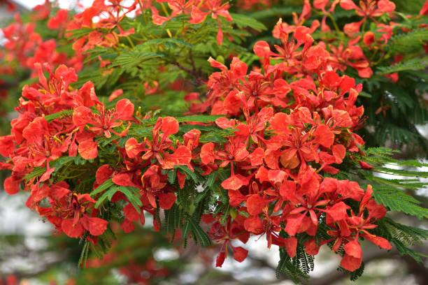 istock Phoenix tree flowers blooming along the road in Okinawa 1320662936