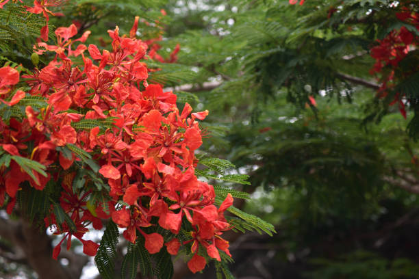 istock Phoenix tree flowers blooming along the road in Okinawa 1320662955