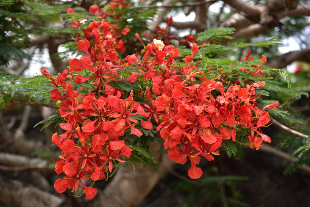 istock Phoenix tree flowers blooming along the road in Okinawa 1320662975