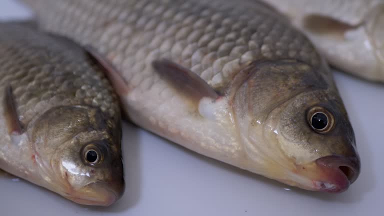 Free Small Fish In Big Pond Stock Video Footage 31 Download free-small-fish-in-big-pond-stock-video-footage-31-download