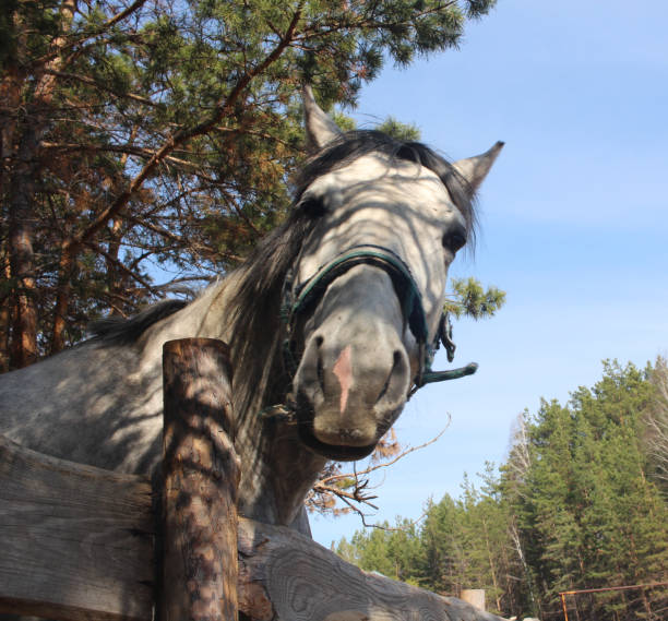 istock a horse looks down with its head on a farm 1320663839