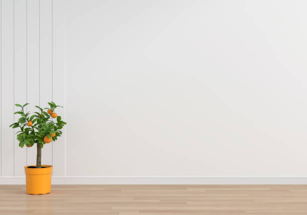 istock Orange tree in white living room with copy space, 3D rendering 1320664094