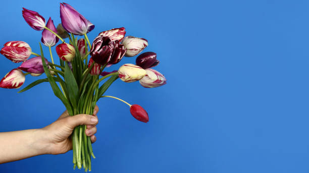 istock Hand holding tulip bouquet on blue background. Horizontal banner 1320664171