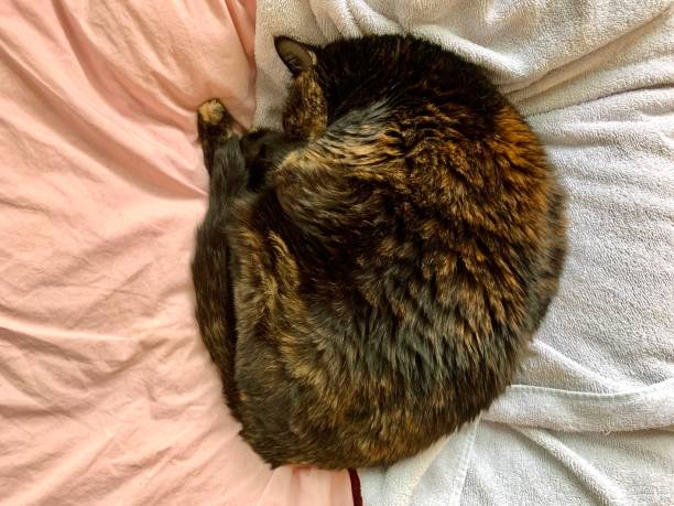 istock Senior Tortie Cat on Pillow and Towel 1320664356