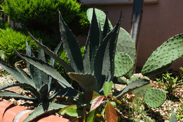 istock decorative bed of agave and cactus. turkey landscape design concept 1320664483