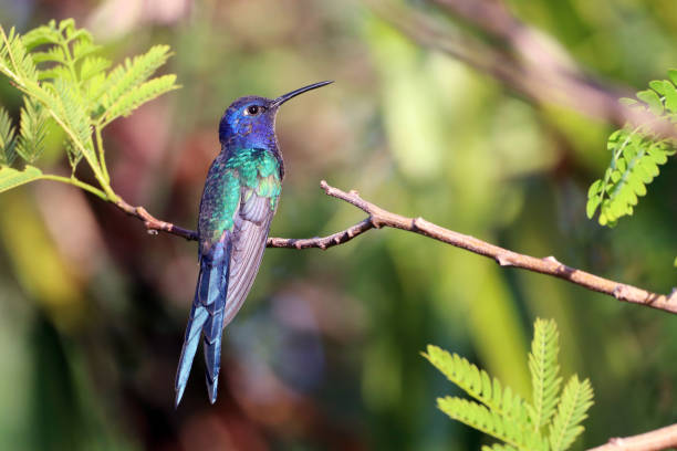 istock Swallow-tailed Hummingbird (Eupetomena macroura) perched on the foliage. 1320664521