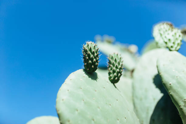 istock a small shoot has grown in a large cactus. 1320665056
