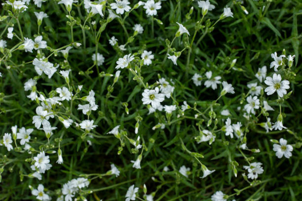 istock Wildflowers on a field under sunlight. Summer concept. Banner 1320665251