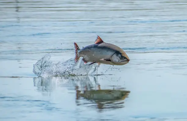 An endangered Chinook Salmon Jumps in the California Sacramento River