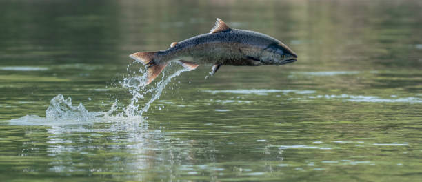 ワイルドサーモン - pacific salmon ストックフォトと画像