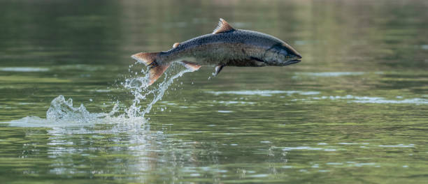 Wild Salmon An endangered Chinook Salmon Jumps in the California Sacramento River salmon animal stock pictures, royalty-free photos & images