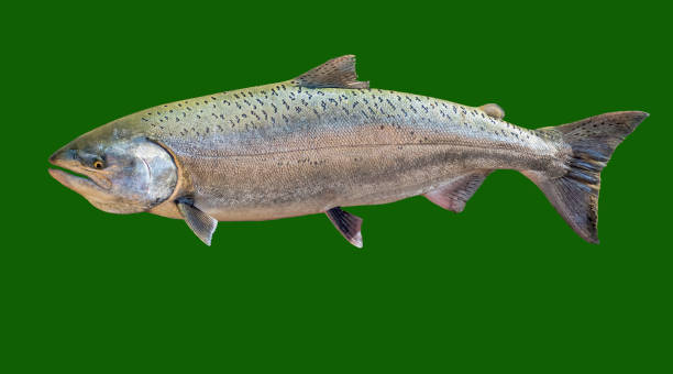 버트 크릭 연어 출생 - chinook salmon 뉴스 사진 이미지