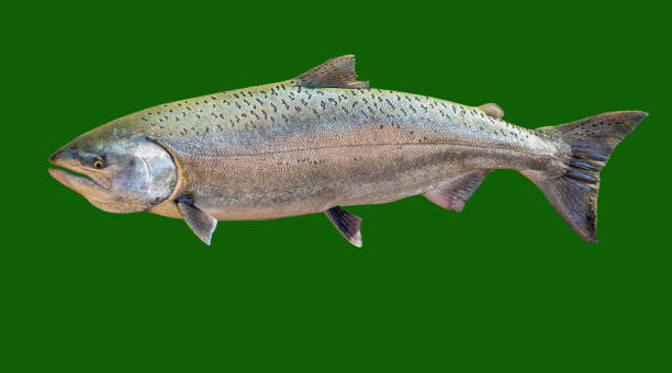 Born in Butte Creek Salmon stock photo