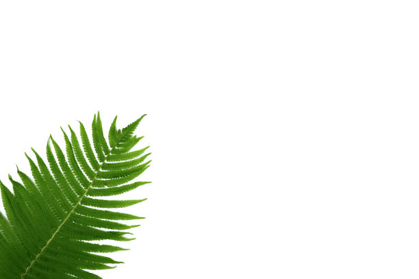 istock tropical summer banner, green leaves isolated on white 1320665494