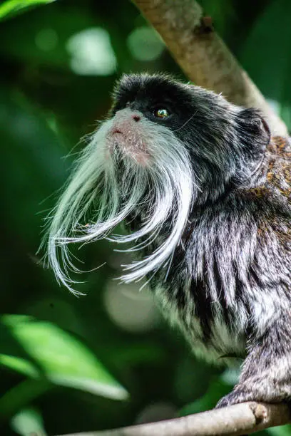 Tamarin Emperor of the Pyrenees Animal Park