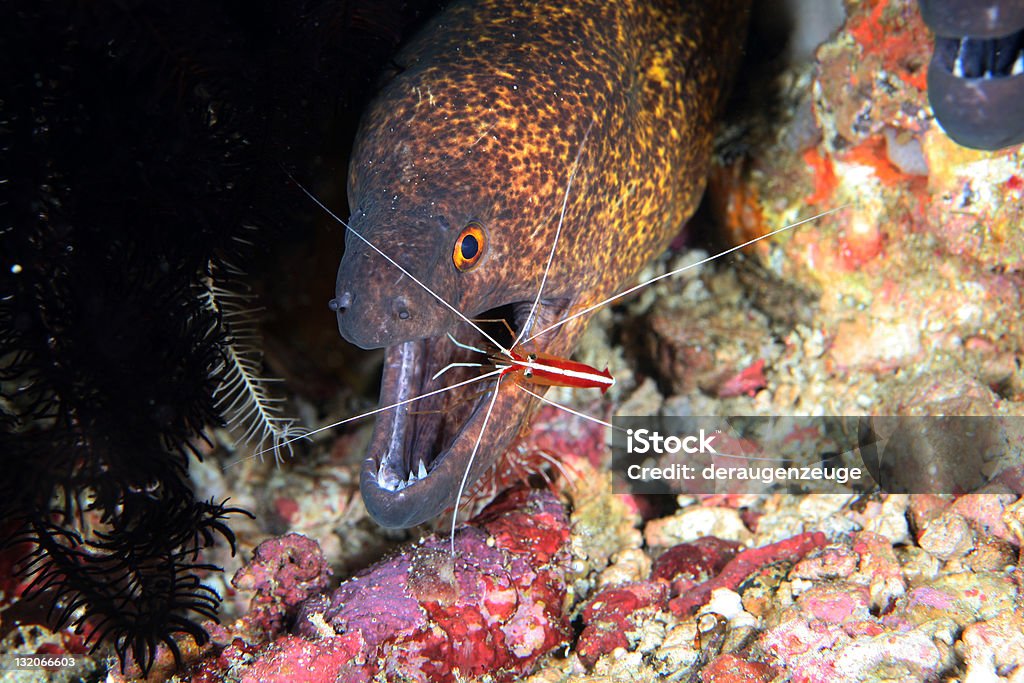 Cuidado dentário no fundo do mar - Foto de stock de Abaixo royalty-free