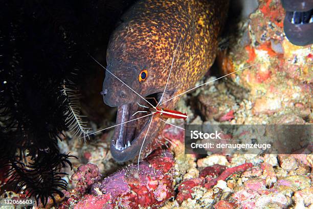 Foto de Cuidado Dentário No Fundo Do Mar e mais fotos de stock de Abaixo - Abaixo, Camarão - Animal, Dente Animal