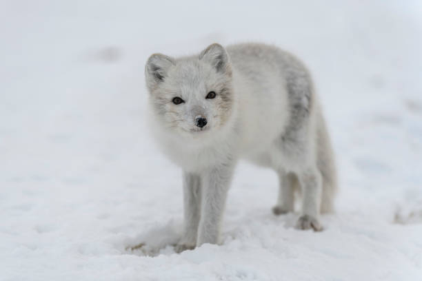 istock Young arctic fox in winter tundra. Grey arctic fox puppy. 1320666518
