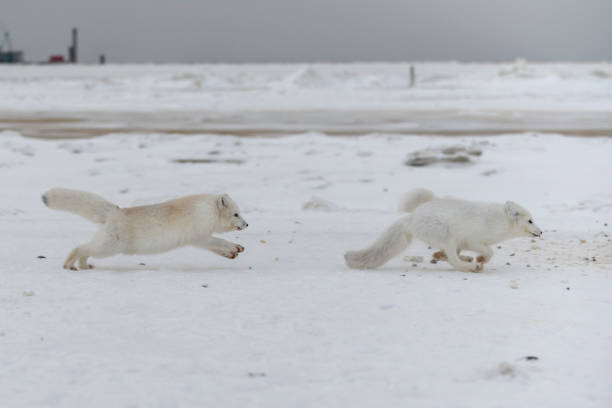 Wild arctic foxes fighting in tundra in winter time. White arctic fox aggressive. stock photo
