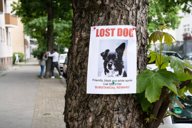 Lost Dog Poster Lost Dog Poster. Missing Puppy Pet Ad Paper lost stock pictures, royalty-free photos & images
