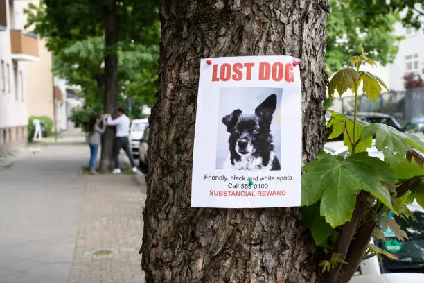 Photo of Lost Dog Poster