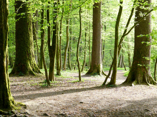 istock A soothing forest with the sun shining through bright green leaves 1320667810