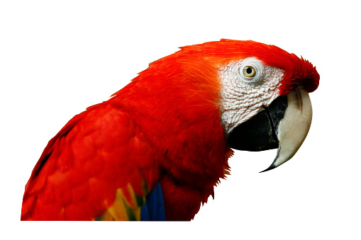 macaw parrot head shot portrait isolated on white background.