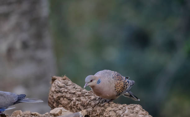 istock European turtle dove in forest 1320668589