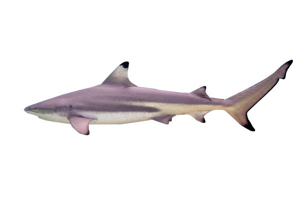 Side view of a Blacktip reef shark, Carcharhinus melanopterus tropical reef  fish endangered species Kill for shark fin soup. isolated on white. Side view of a Blacktip reef shark, Carcharhinus melanopterus tropical reef  fish endangered species Kill for shark fin soup. isolated on white. blacktip reef shark stock pictures, royalty-free photos & images