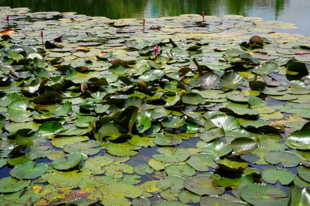 istock Lotus leaf blooming in summer pond 1320668660