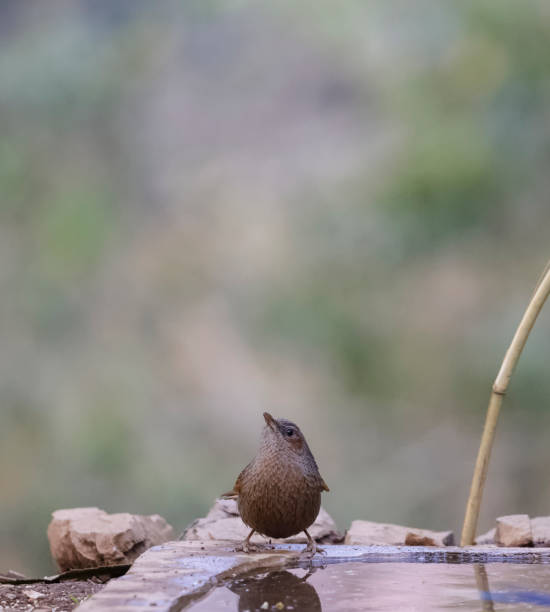 istock Streaked laughingthrush bird 1320668667