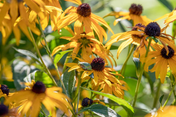 piccola borsiera nascosta in bella vista su un petalo di fiori - raganella grigia orientale foto e immagini stock