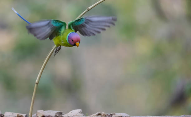 istock Plum-headed parakeet bird in flight 1320669760
