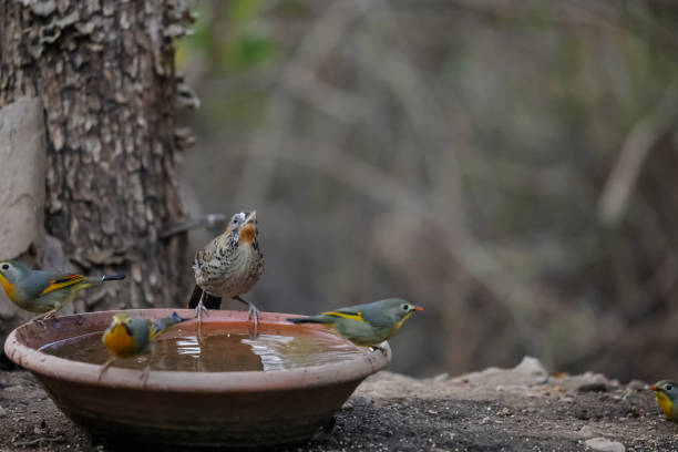 Rufous-chinned laughingthrush (Garrulax rufogularis) in the forest of Sattal, Uttarakhand.