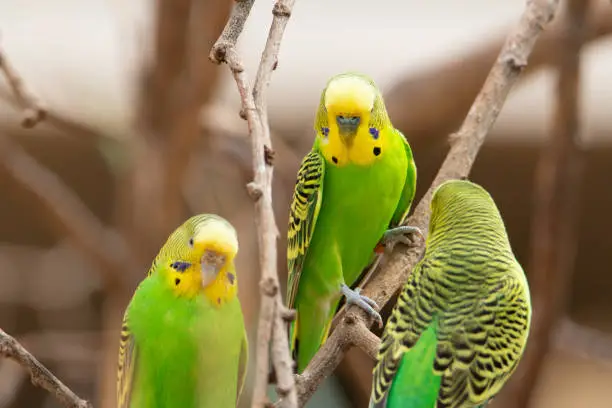 Budgerigar (Melopsittacus undulatus) three green and yellow Budgerigar in a bare tree with a natural background