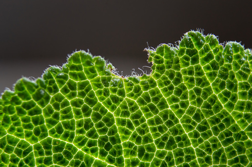 backlit macro photography of a green leaf. Natural background