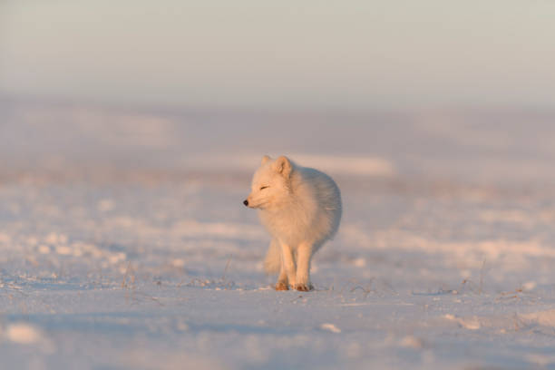 istock Arctic fox (Vulpes Lagopus) in wilde tundra at sunset time. Golden hour. 1320673943