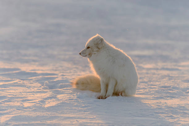 Arctic fox (Vulpes Lagopus) in wilde tundra at sunset time. Golden hour. stock photo