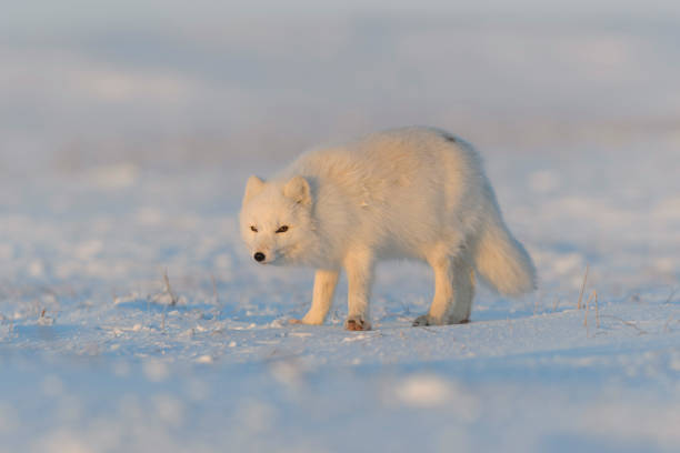 istock Arctic fox (Vulpes Lagopus) in wilde tundra at sunset time. Golden hour. 1320674112
