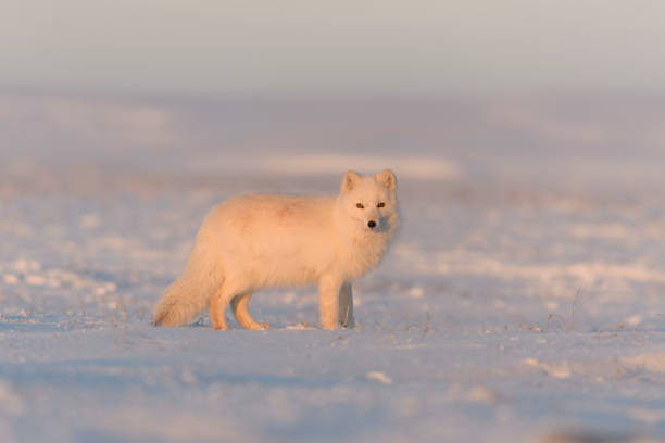 istock Arctic fox (Vulpes Lagopus) in wilde tundra at sunset time. Golden hour. 1320674125