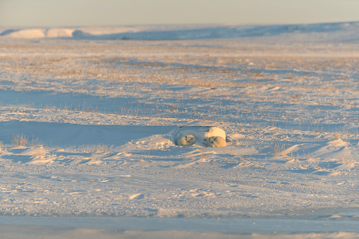Wild arctic fox in tundra. Arctic fox lying. Sleeping in tundra.