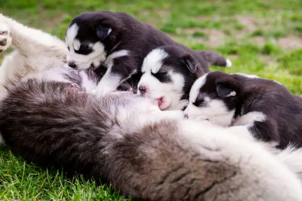 Small puppies sucking mothers nipples lying on the green grass. Dog breastfeeding. Little puppies getting fed by his mother. Female dog with puppies.